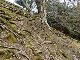 Attēlu rezultāti vaicājumam “Campylium protensum sporophyte”