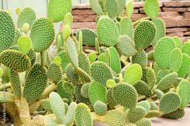 Image result for Cactaceae