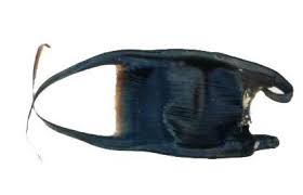 Image result for Rostroraja alba