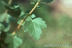 Attēlu rezultāti vaicājumam “Ribes alpinum leaf”