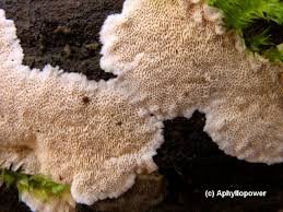 Attēlu rezultāti vaicājumam “Junghuhnia nitida”