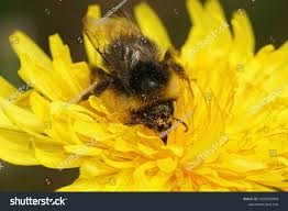 Attēlu rezultāti vaicājumam “Psithyrus sylvestris”