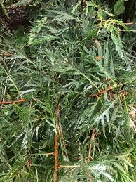 Attēlu rezultāti vaicājumam “Quercus robur fo. pectinata”