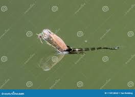 Attēlu rezultāti vaicājumam “Chironomidae imago”