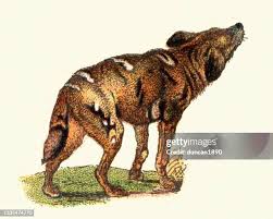 Attēlu rezultāti vaicājumam “Carnivora”