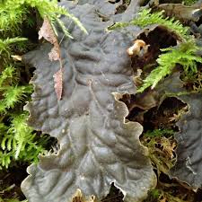 Attēlu rezultāti vaicājumam “Peltigera canina”