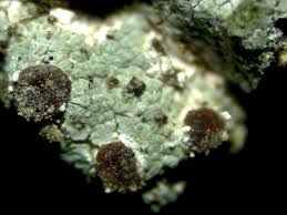 Attēlu rezultāti vaicājumam “Trapelia coarctata”