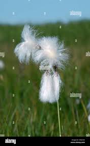 Attēlu rezultāti vaicājumam “Eriophorum angustifolium fruit”