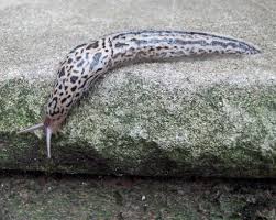 Attēlu rezultāti vaicājumam “Limax maximus”