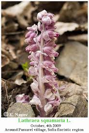 Attēlu rezultāti vaicājumam “Lathraea squamaria flower”