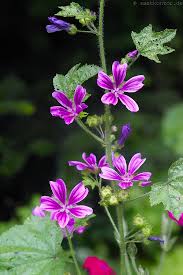 Image result for Malve