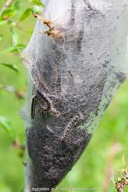 Attēlu rezultāti vaicājumam “Eriogaster lanestris larva”