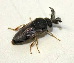 Attēlu rezultāti vaicājumam “Diprion pini female”