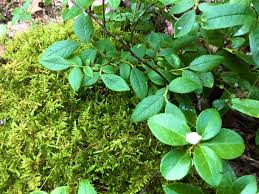 Attēlu rezultāti vaicājumam “Pleurozium schreberi sporophyte”