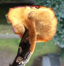 Attēlu rezultāti vaicājumam “Polyporus melanopus”
