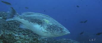 Image result for Epinephelus costae