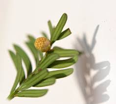 Attēlu rezultāti vaicājumam “Taxus baccata female flower”
