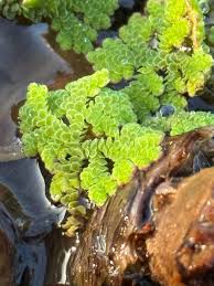 Attēlu rezultāti vaicājumam “Bryum funkii”