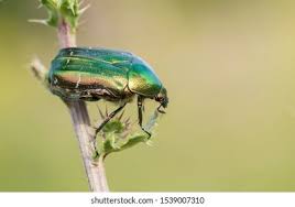 Attēlu rezultāti vaicājumam “Cetonia aurata imago”