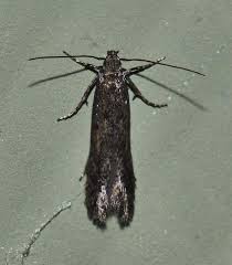 Attēlu rezultāti vaicājumam “Epermeniidae”