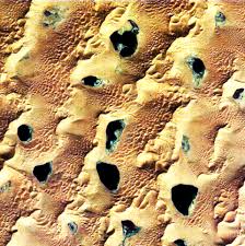 Attēlu rezultāti vaicājumam “Conardia compacta macro”