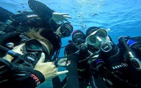 Image result for Canary Divers