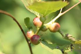 Attēlu rezultāti vaicājumam “Contarinia petioli”