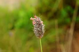 Attēlu rezultāti vaicājumam “Alopecurus pratensis flower”