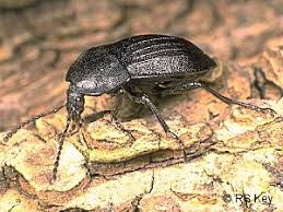 Attēlu rezultāti vaicājumam “Phosphuga atrata”