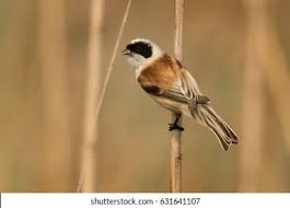 Attēlu rezultāti vaicājumam “Remiz pendulinus”