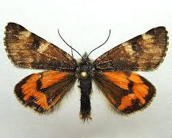 Attēlu rezultāti vaicājumam “Archiearis parthenias”