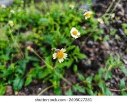 Attēlu rezultāti vaicājumam “Galinsoga quadriradiata flower”