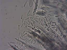 Attēlu rezultāti vaicājumam “Hyaloscypha hyalina”