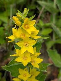 Attēlu rezultāti vaicājumam “Lysimachia punctata flower”