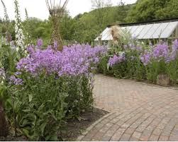 Image result for Hesperis matronalis