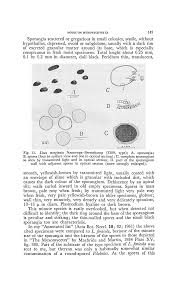 Attēlu rezultāti vaicājumam “Licea minima spores”