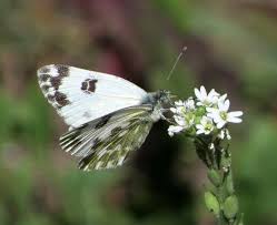 Attēlu rezultāti vaicājumam “Pontia edusa underside”