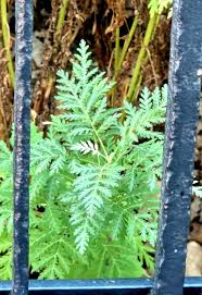 Image result for Artemisia gmelinii