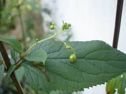 Attēlu rezultāti vaicājumam “Scrophularia nodosa”