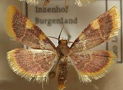 Attēlu rezultāti vaicājumam “Hypsopygia costalis”