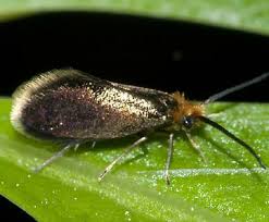 Attēlu rezultāti vaicājumam “Cribraria martinii stalked”