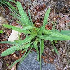 Attēlu rezultāti vaicājumam “Lactuca tatarica bud”