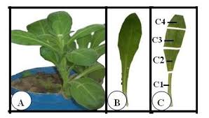 Attēlu rezultāti vaicājumam “Calendula officinalis leaf”