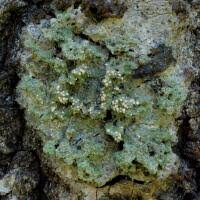 Attēlu rezultāti vaicājumam “Coenogonium pineti”