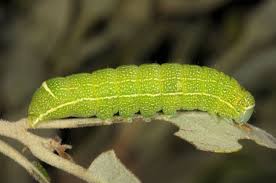 Attēlu rezultāti vaicājumam “Orthosia cerasi”