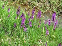 Attēlu rezultāti vaicājumam “Orchis mascula flower”