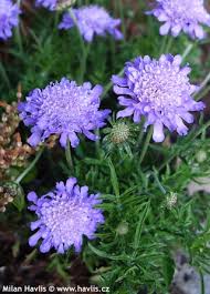 Image result for Scabiosa col.`Butterfly Blue`