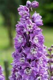 Attēlu rezultāti vaicājumam “Delphinium elatum  bud”