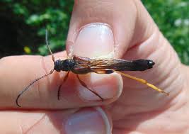 Attēlu rezultāti vaicājumam “Necydalis major”