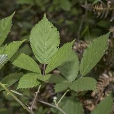 Attēlu rezultāti vaicājumam “Rubus nessensis leaf”